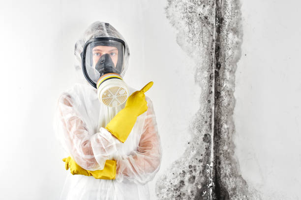 Best Basement Mold Removal in Greencastle, PA