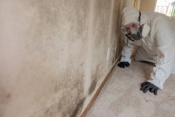 Best Environmental Consulting for Mold Prevention in Greencastle, PA